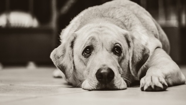 Cuidado, podr&iacute;as estar destruyendo el esp&iacute;ritu de tu perro sin saberlo