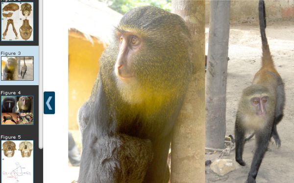 Descubren una nueva especie de mono: el lesula