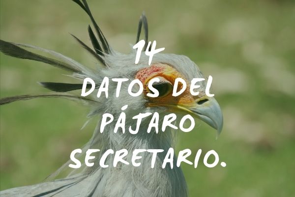 14 datos del p&aacute;jaro secretario