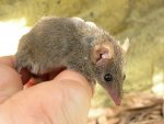 Descubren nueva especie de marsupial: un ninf&oacute;mano que copula hasta desintegrarse