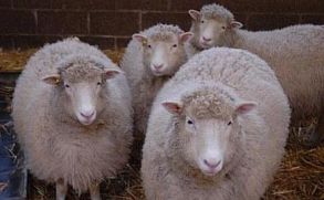  clones de la oveja Dolly envejecen con buena salud