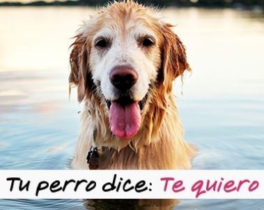 10 maneras en que tu perro te dice "te quiero"