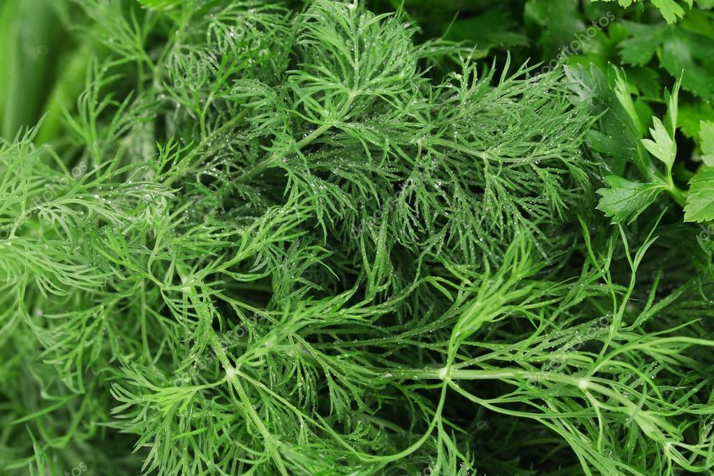  El secreto para cultivar eneldo