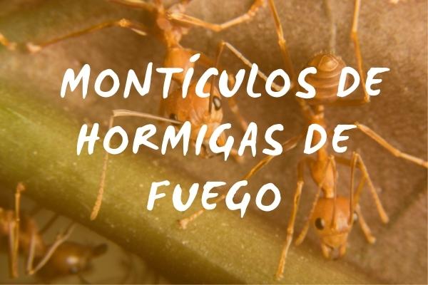 Todo lo que debes saber sobre los mont&iacute;culos de hormigas de fuego