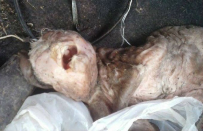 Nace un cabrito con cabeza humana