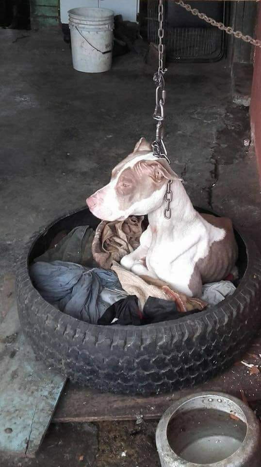 Dog chained to post can   t even rest head, then animal hero decides there   s only one thing to do