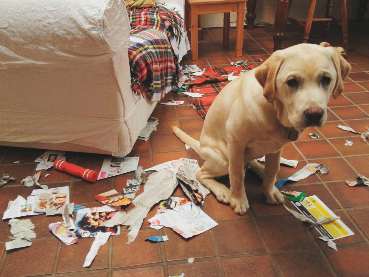 &iexcl;Ent&eacute;rate de lo que piensa tu perro cada vez que lo rega&ntilde;as!