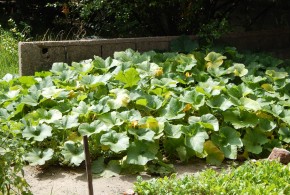  Huertas urbanas: un oasis en la ciudad