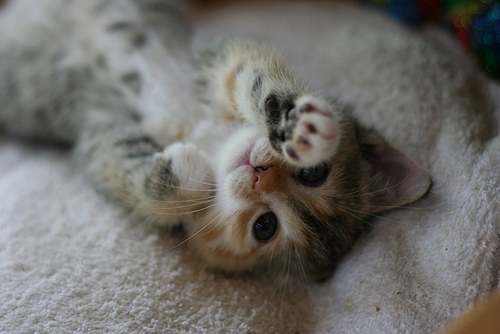 Why your cat claws and bites when you rub its tummy