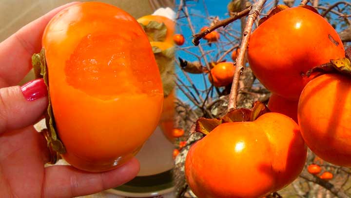 KAKI, la fruta que muchos desconocen y que previene el c&aacute;ncer y retarda el envejecimiento