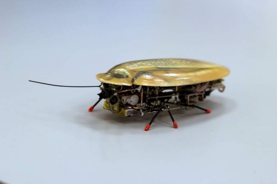 Una cucaracha-robot espiar&aacute; y buscar&aacute; personas bajo escombros