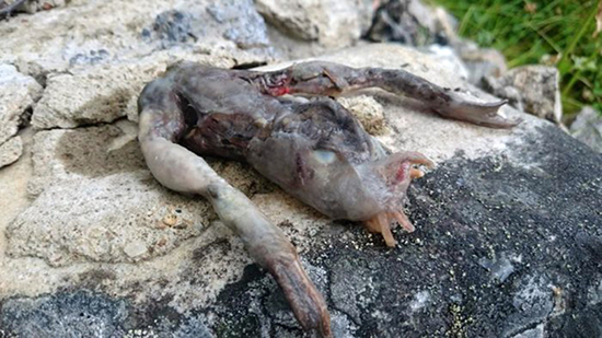 Encuentran una extra&ntilde;a criatura extraterrestre transparente en el patio de una casa de Noruega: