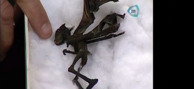 Encontraron un hada en M&eacute;xico y fue presentada en televisi&oacute;n 