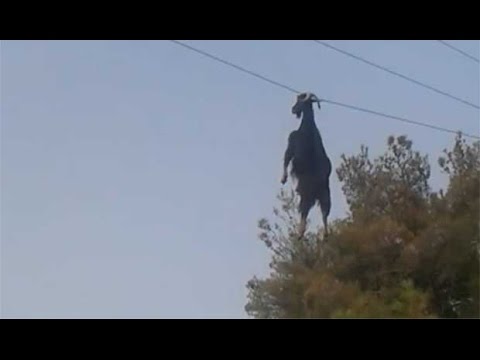 Esta cabra se qued&oacute; colgada de una l&iacute;nea de alta tensi&oacute;n. &iquest;C&oacute;mo pudo suceder esto?