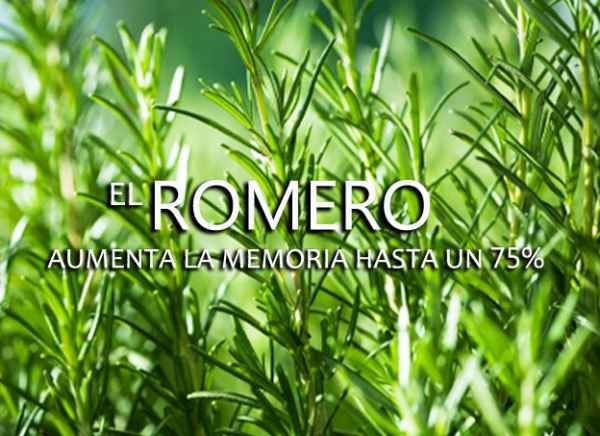 El romero previene la ca&iacute;da del cabello y otros beneficios para la salud