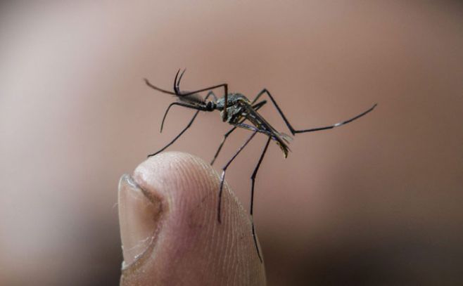 Trampa de #olor humano contra los #mosquitos