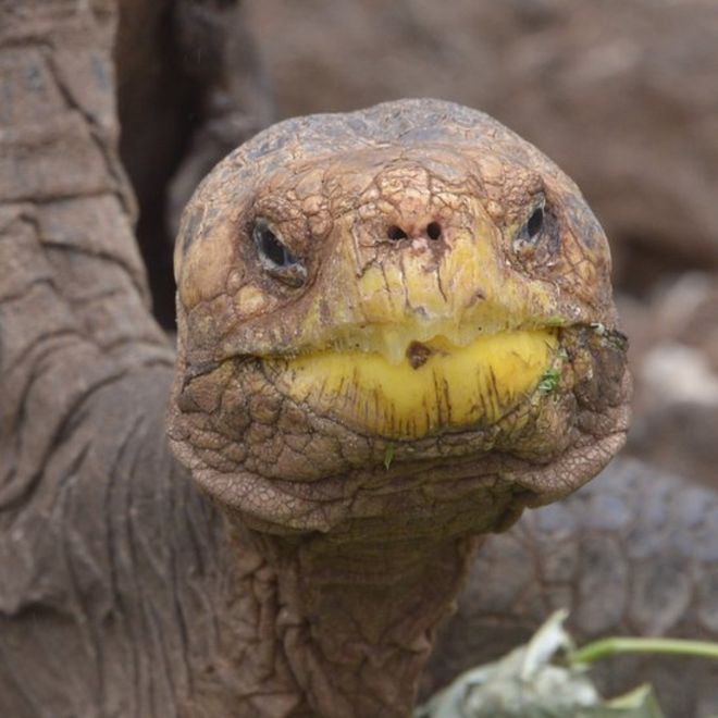 Diego, la tortuga que salv&oacute; a su especie