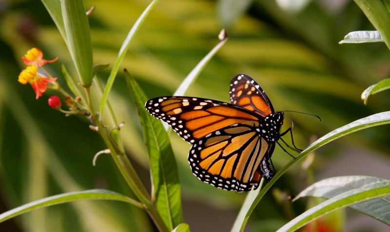 5 amenazas a la migraci&oacute;n de las Mariposas Monarca