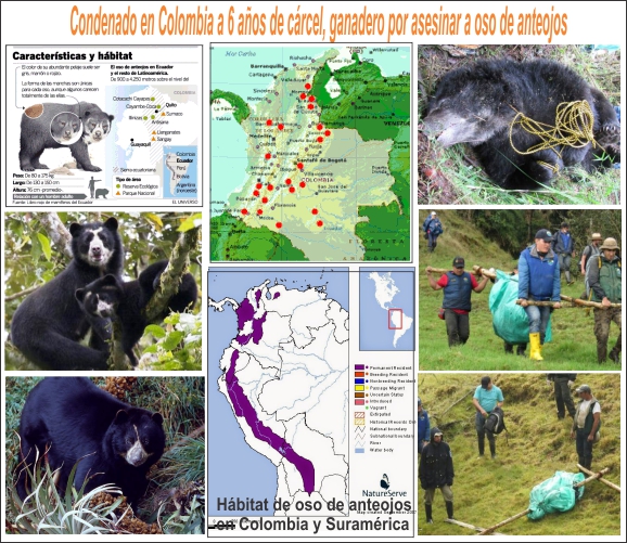  Condenado a cinco a&ntilde;os de c&aacute;rcel por matar un oso, imponen a un ganadero
