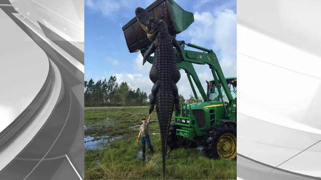 Hunters Nab Massive Gator in Central Florida