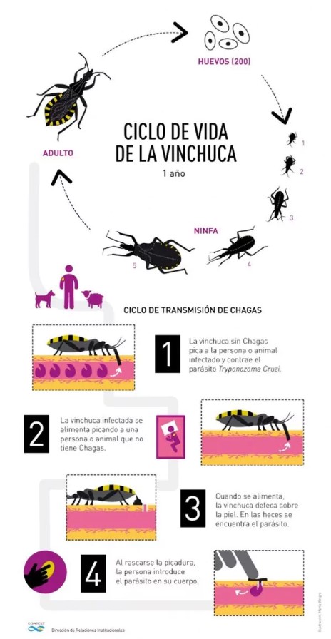 Confirmado: Cient&iacute;ficos argentinos crearon una exitosa vacuna contra la enfermedad de Chagas