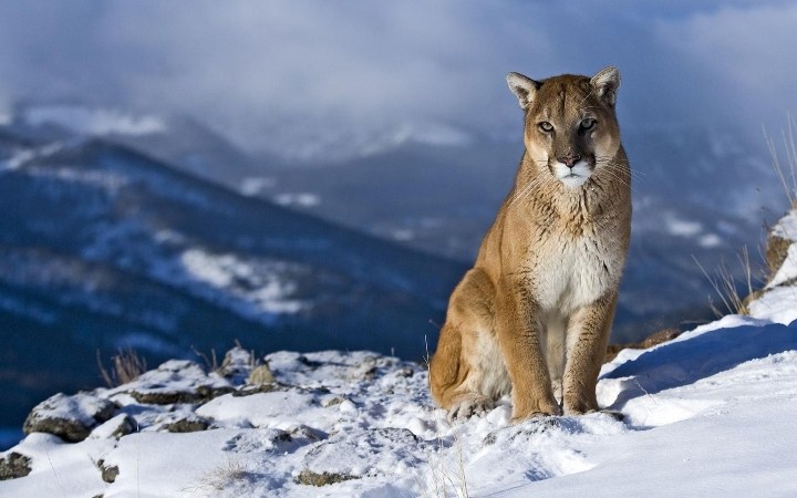Declaran oficialmente extinto al puma de Norteam&eacute;rica 