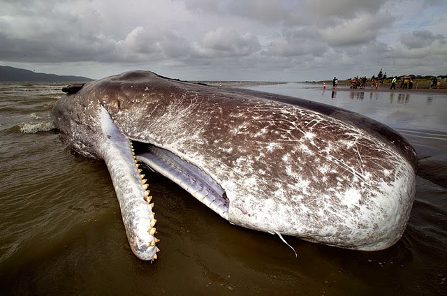 Las ballenas mueren y nos dejan un importante mensaje: sus est&oacute;magos est&aacute;n llenos de pl&aacute;stico