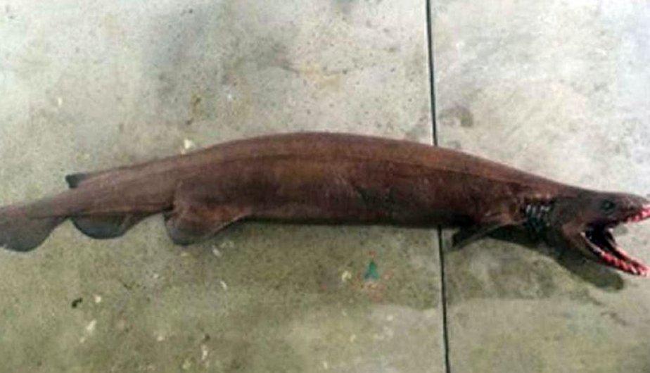 Tibur&oacute;n de mas de 80 millones de a&ntilde;os es capturado vivo por primera vez