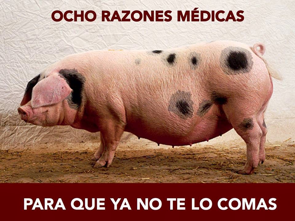  8 razones m&eacute;dicas para no comer carne de cerdo
