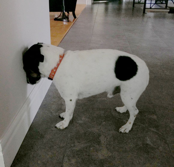 Si tu perro act&uacute;a as&iacute;, acude inmediatamente al veterinario