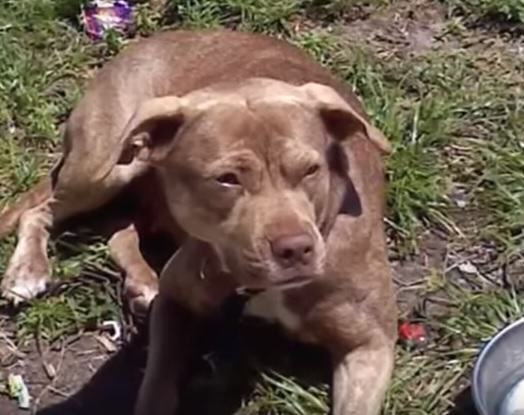 Hero Dog Saves Woman From Brutal Knife Attack By Violent Ex-Boyfriend