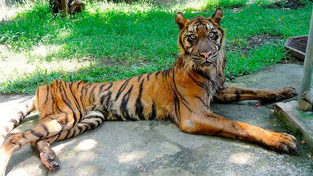 Esta es la indignante y abominable verdad sobre el "Zool&oacute;gico de la muerte" en Indonesia