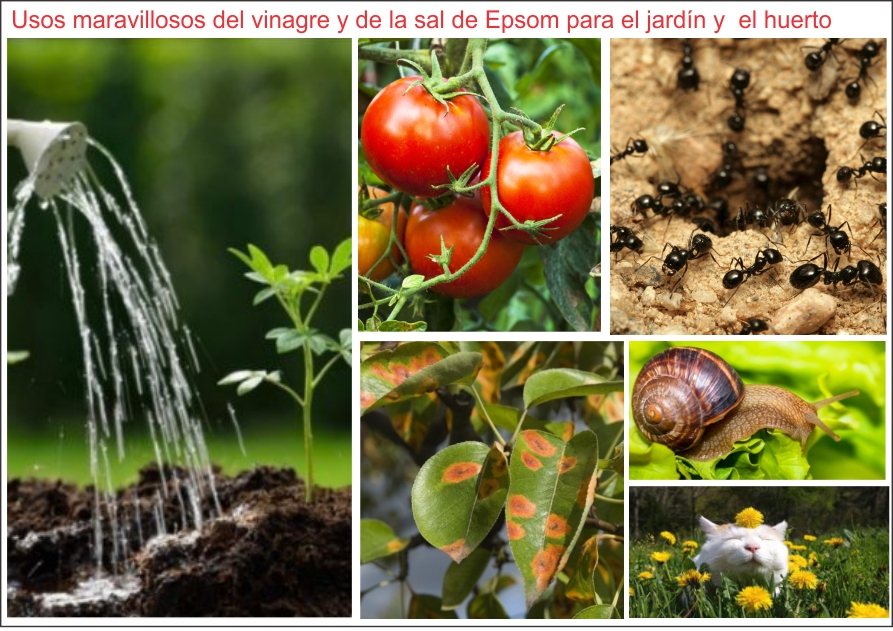  Maravilloso uso del vinagre y la sal Epsom para el huerto y jard&iacute;n