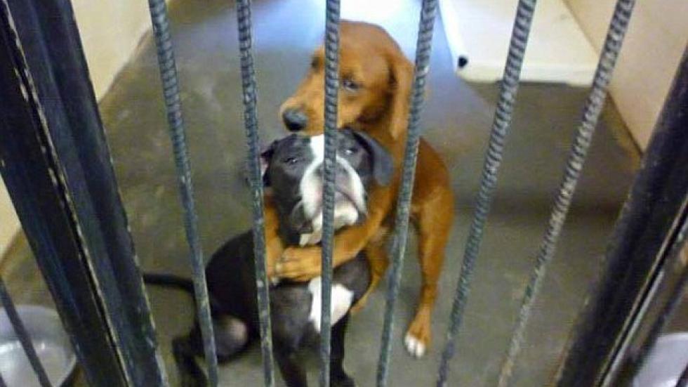 A &eacute;stos perros los iban a sacrificar pero esta foto los salv&oacute;