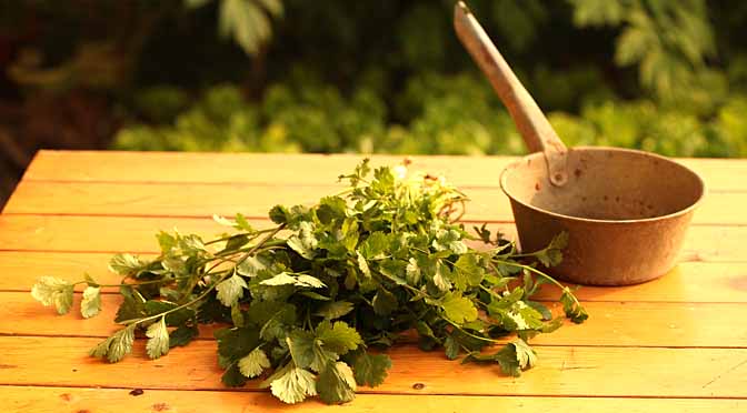 Deliciosa hierba que hace algo m&aacute;s, que dar sabor,- El cilantro.