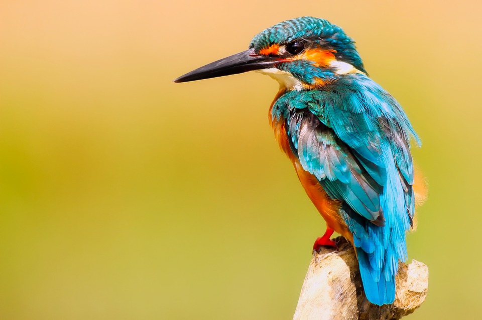  Conoce los tipos de locomoci&oacute;n de los animales a&eacute;reos
