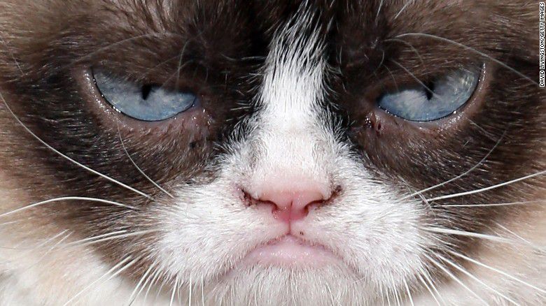 Ver videos de gatitos es bueno para ti y aumenta tu productividad
