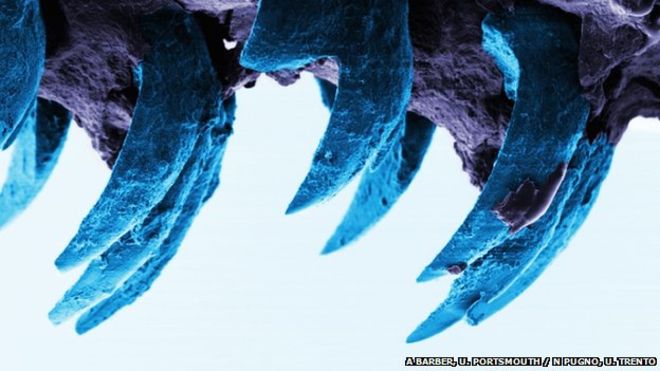 Los dientes de la lapa, el material biol&oacute;gico m&aacute;s fuerte del mundo