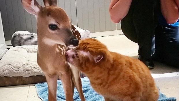Conoce a &eacute;ste adorable gato 'terapeuta' que ayuda a otros animales a recuperarse