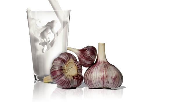 Leche de ajo: remedio efectivo para calmar la ci&aacute;tica