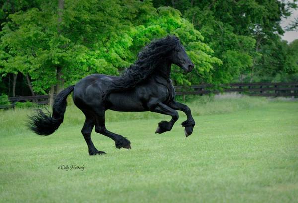 &iexcl;Hermoso e imponente! As&iacute; es el caballo que se hizo viral en las redes socialess