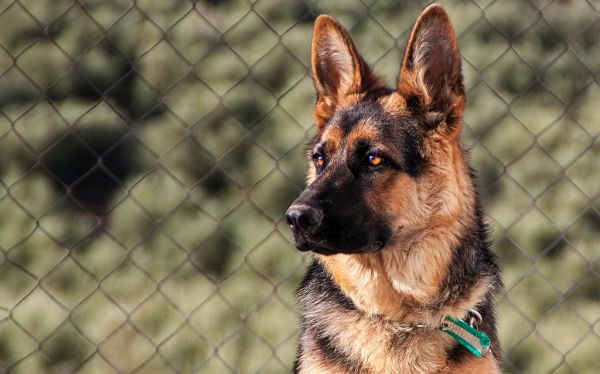 Un perro visita la iglesia todos los d&iacute;as desde que muri&oacute; su due&ntilde;a