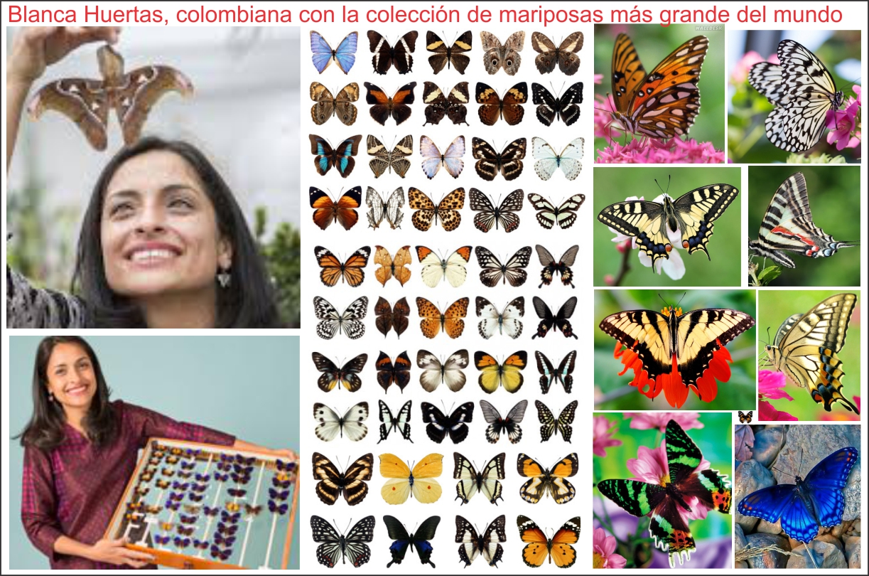 Blanca Huertas, colombiana con la colecci&oacute;n de mariposas m&aacute;s grande del mundo