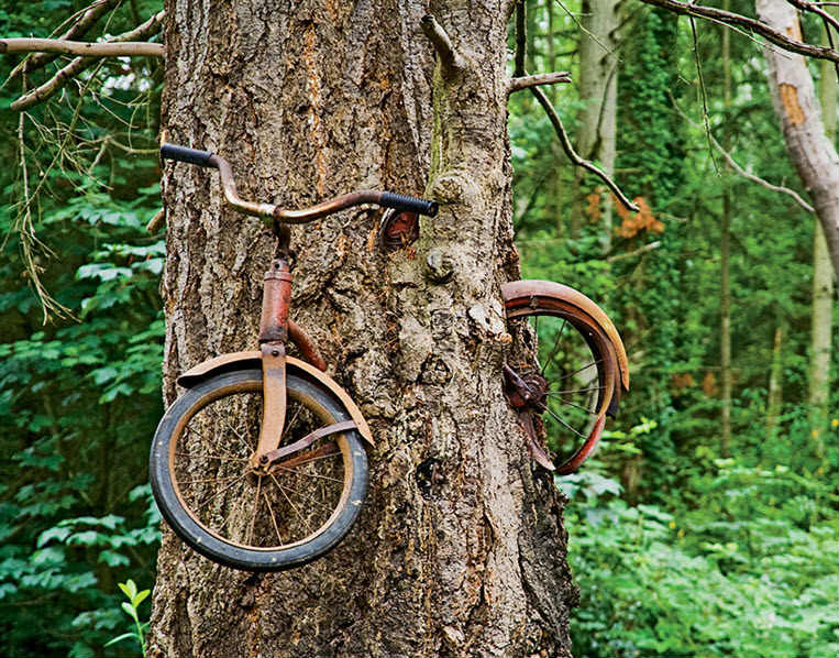 La verdadera historia dela bicicleta incrustada en el &aacute;rbol
