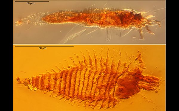 Descubren insectos prehist&oacute;ricos atrapados en resina de &aacute;rbol en Italia