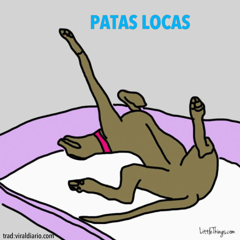 La posici&oacute;n en la que tu perro duerme revela secretos sobre su personalidad. &iexcl;Fascinante!