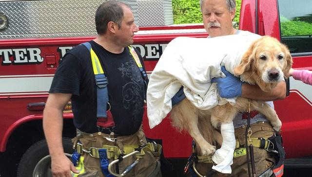 Un perro se lanza contra un autob&uacute;s para proteger a su due&ntilde;a