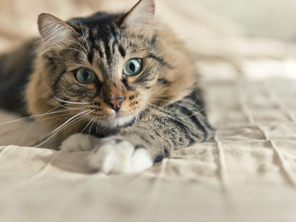 Mira lo que hacen los par&aacute;sitos de los gatos en el cuerpo humano