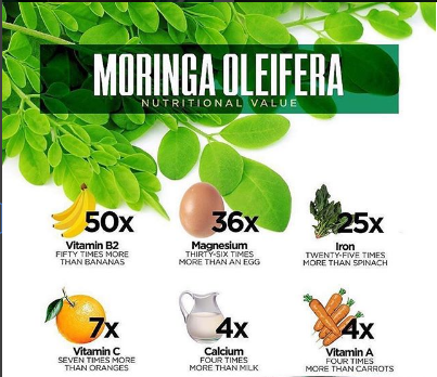 moringa para que sirve que enfermedades cura