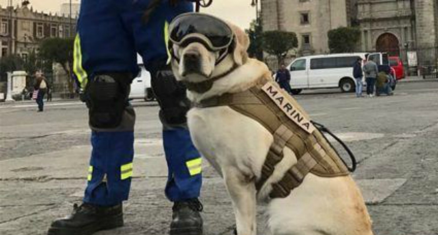 The rescue dog "Frida" will have its own brand of beer